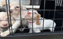 Cocker Spaniel dogs for sale: Cocker Spaniel Puppies (10 weeks - Ready to go) - Image 23