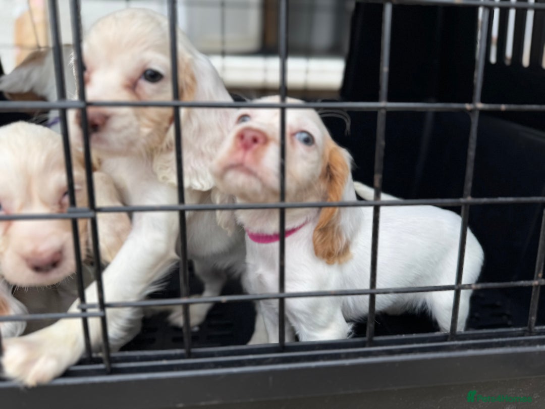 Cocker Spaniel dogs for sale: Cocker Spaniel Puppies (10 weeks - Ready to go) - Image 23
