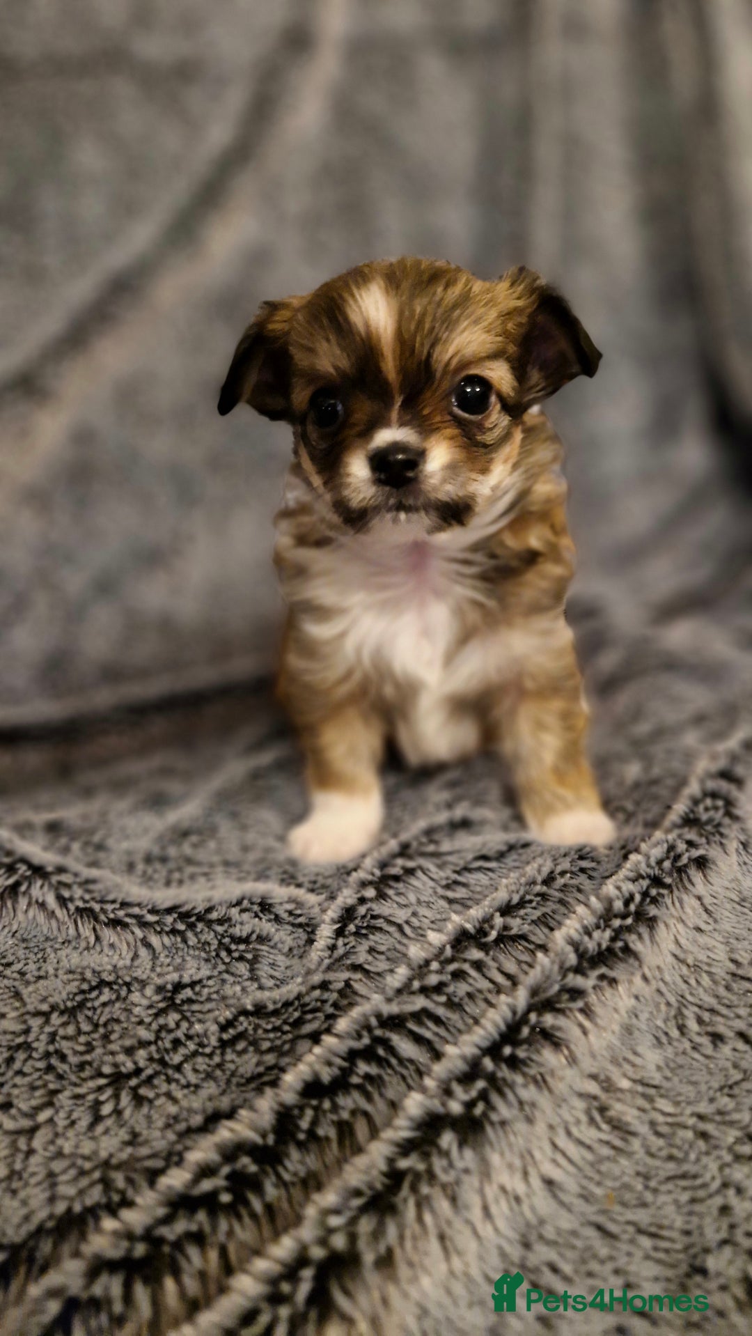 Chihuahua dogs for sale: 🐶READY TO LEAVE🐶 LAST ONE Tiny Chihuahua Puppies - Advert 36