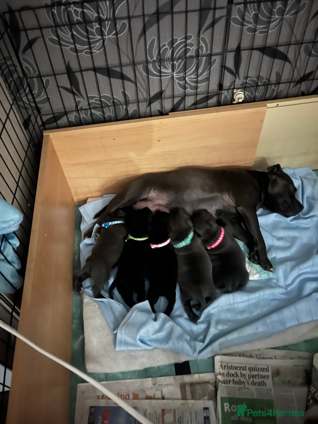 Staffordshire Bull Terrier dogs for sale: Puppies  - Image 13