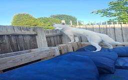 Siberian Husky dogs for sale: Beautiful Siberian Husky - Image 8