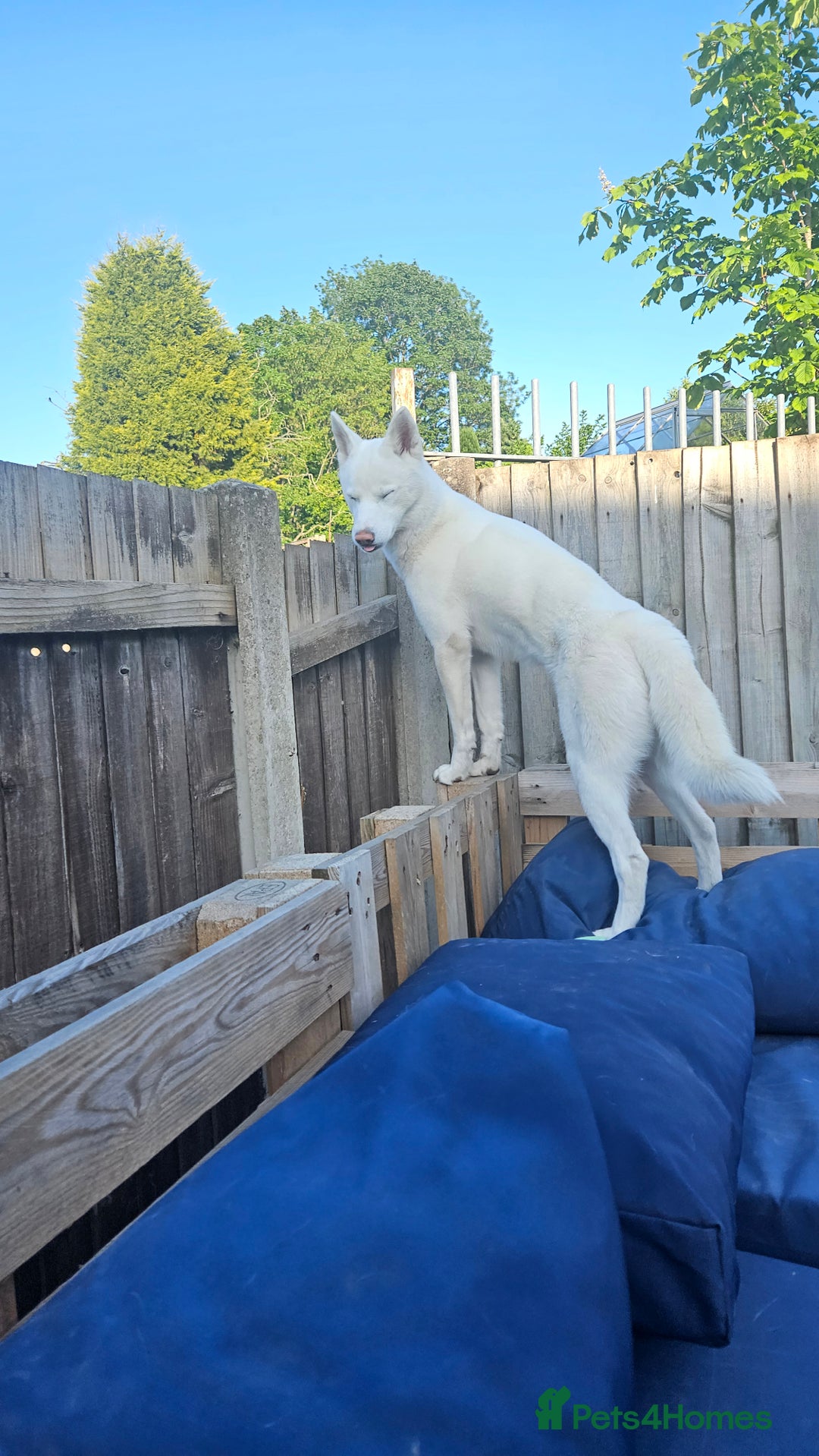 Siberian Husky dogs for sale: Beautiful Siberian Husky - Image 8