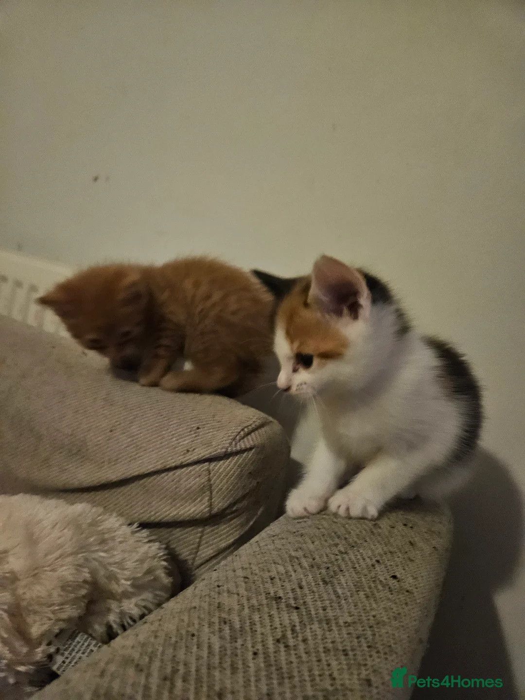 Mixed Breed cats for sale: Affectionate kittens - Advert 3