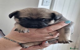 Mixed Breed dogs for sale: Special boy looking for a special home - Image 2