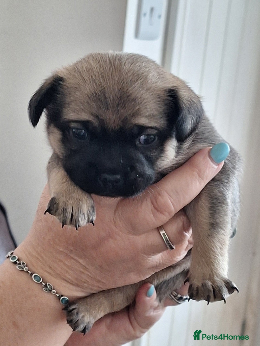 Mixed Breed dogs for sale: Special boy looking for a special home - Image 2