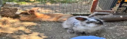 Mini Lion Lop rabbits for sale: Mini lion lops! now ready!!!! £25 each - Advert 17
