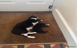 British Longhair cats for sale: Three kittens for sale  - Image 4