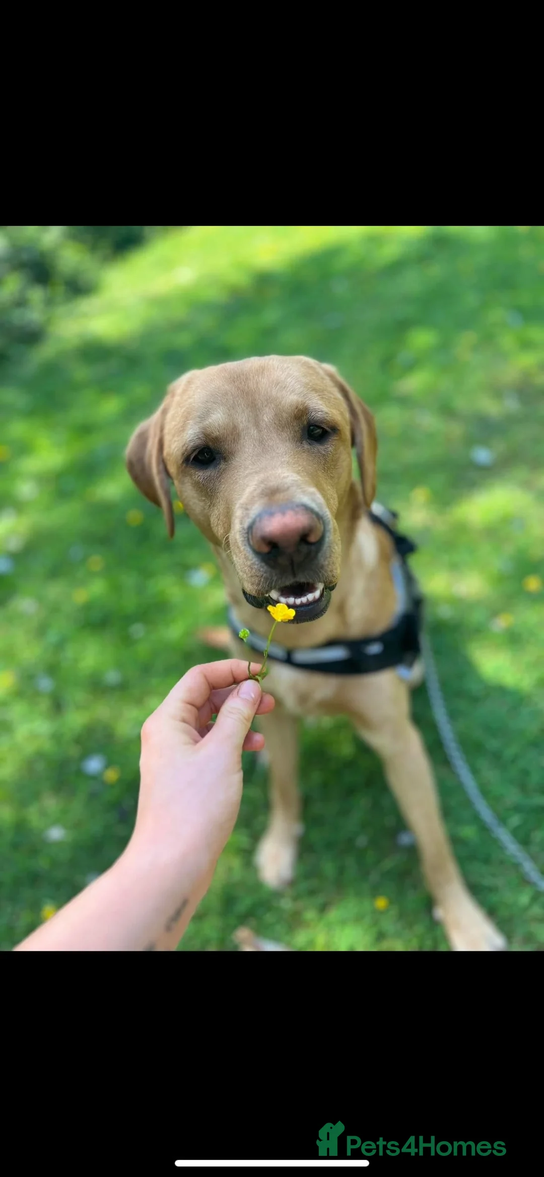 Labrador Retriever dogs for sale: Fox Red Lab for sale **READ DESCRIPTION** in Wrexham - Advert 2