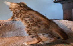 Bengal cats for sale: Registered Pure Bengal Babies Browns and Blues  - Image 8