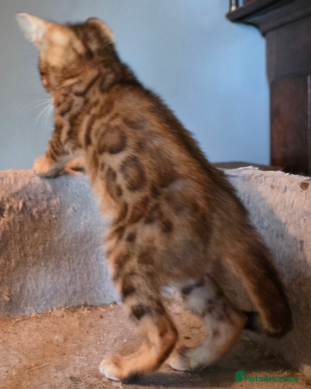 Bengal cats for sale: Registered Pure Bengal Babies Browns and Blues  - Image 8