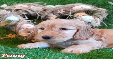 Cockapoo dogs Stunning F1 Cockapoos Available - Advert 15