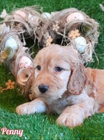 Cockapoo dogs Stunning F1 Cockapoos Available - Advert 15