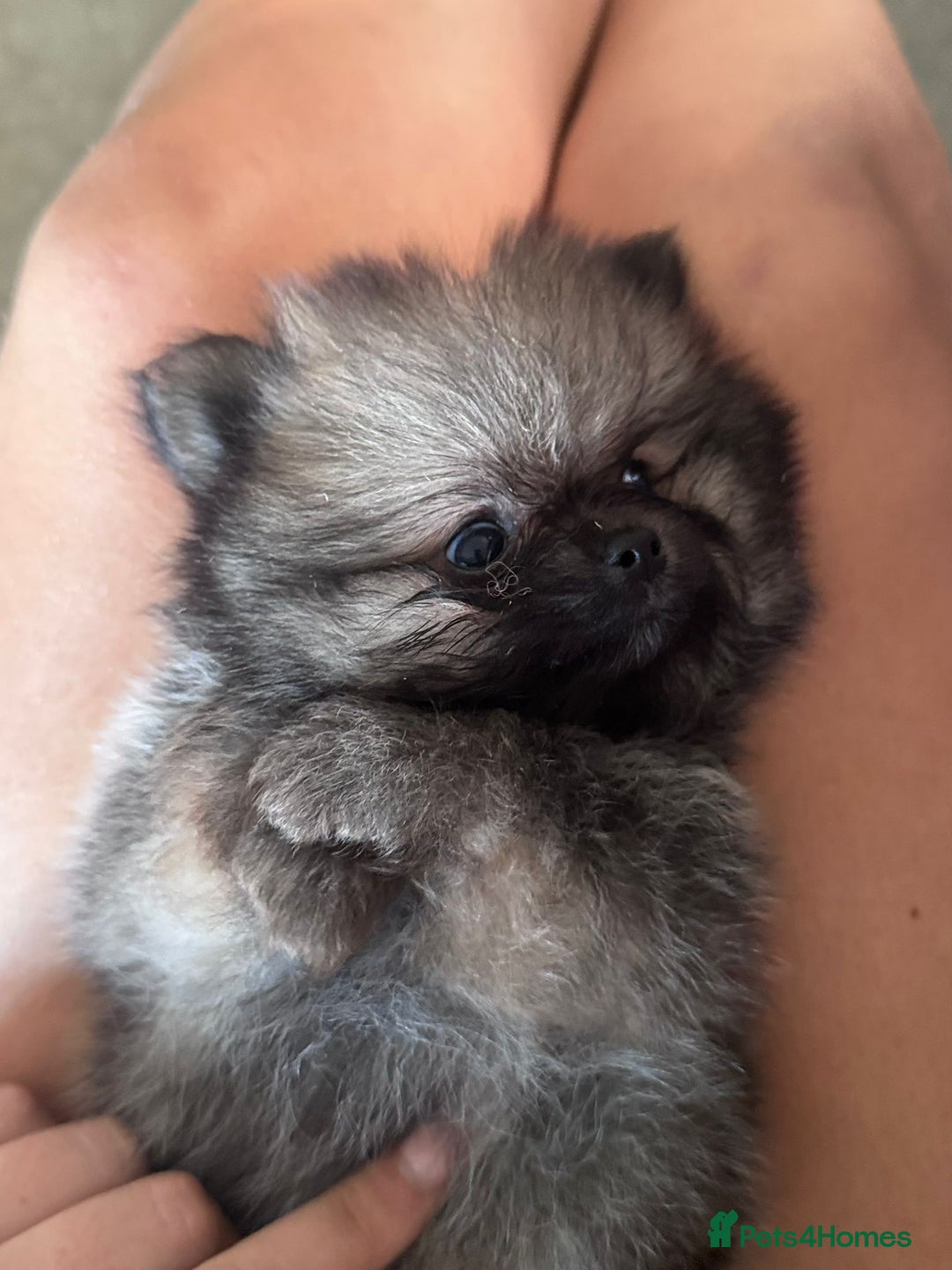 Pomeranian dogs for sale: TINY RUSSIAN / KOREAN TOY POMERANIANS READY NOW - Image 5