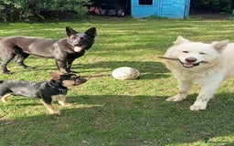 German Shepherd dogs for sale: Keiko - Image 2