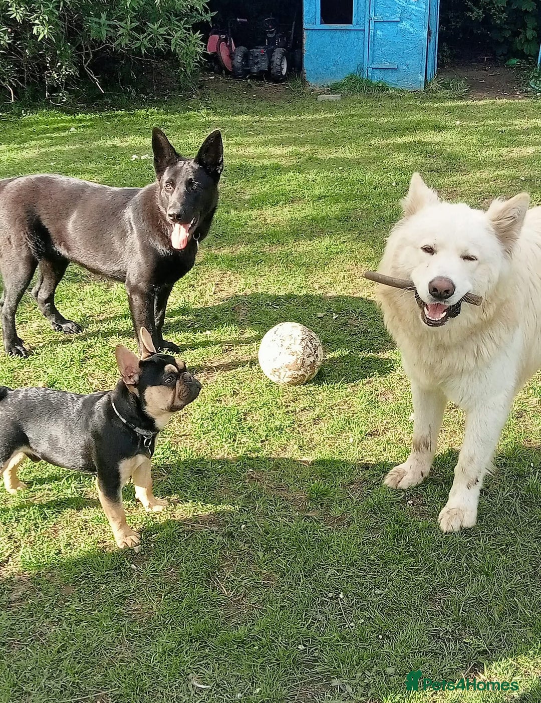 German Shepherd dogs for sale: Keiko - Image 2