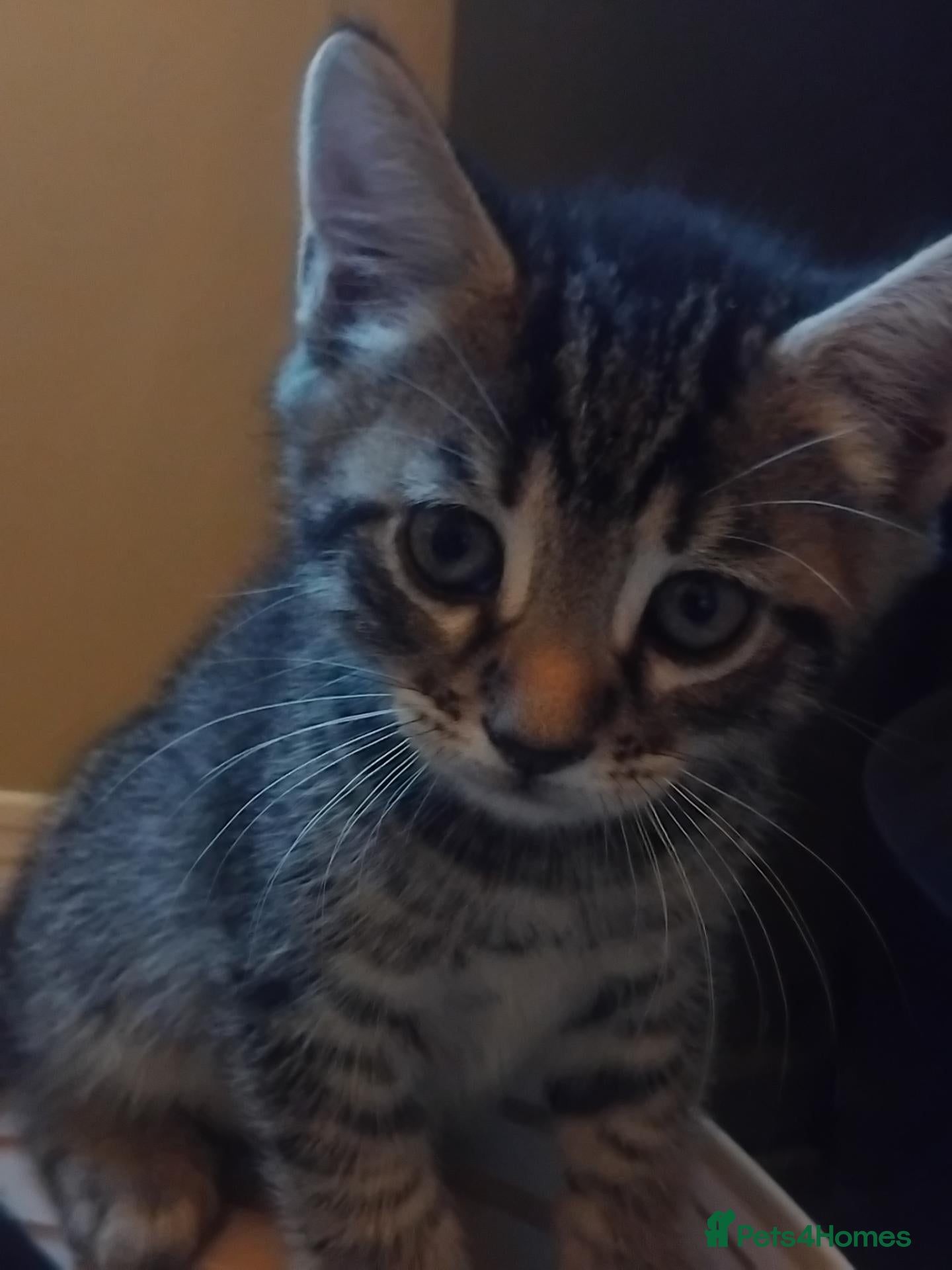 Mixed Breed cats Two Gorgeous Bengal x kittens for sale. - Advert 3