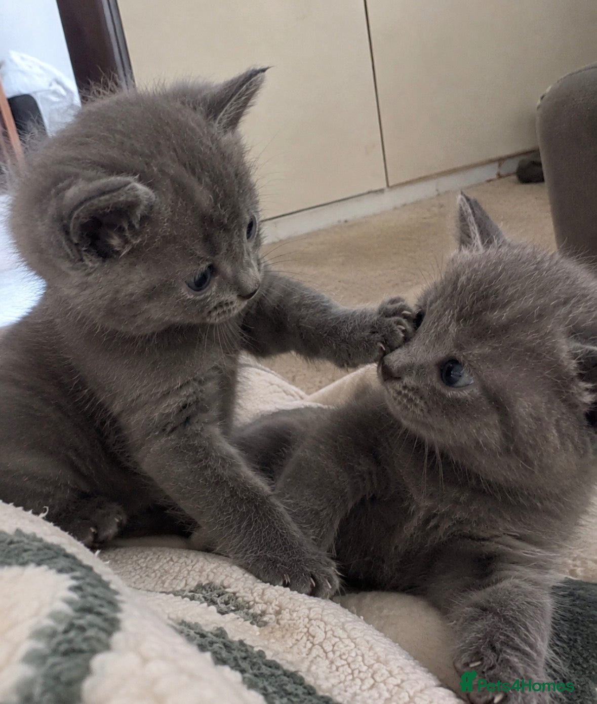 British Shorthair cats 💙 Two Beautiful  Bonded Brothers - BSH X Boys 💙 - Advert 13