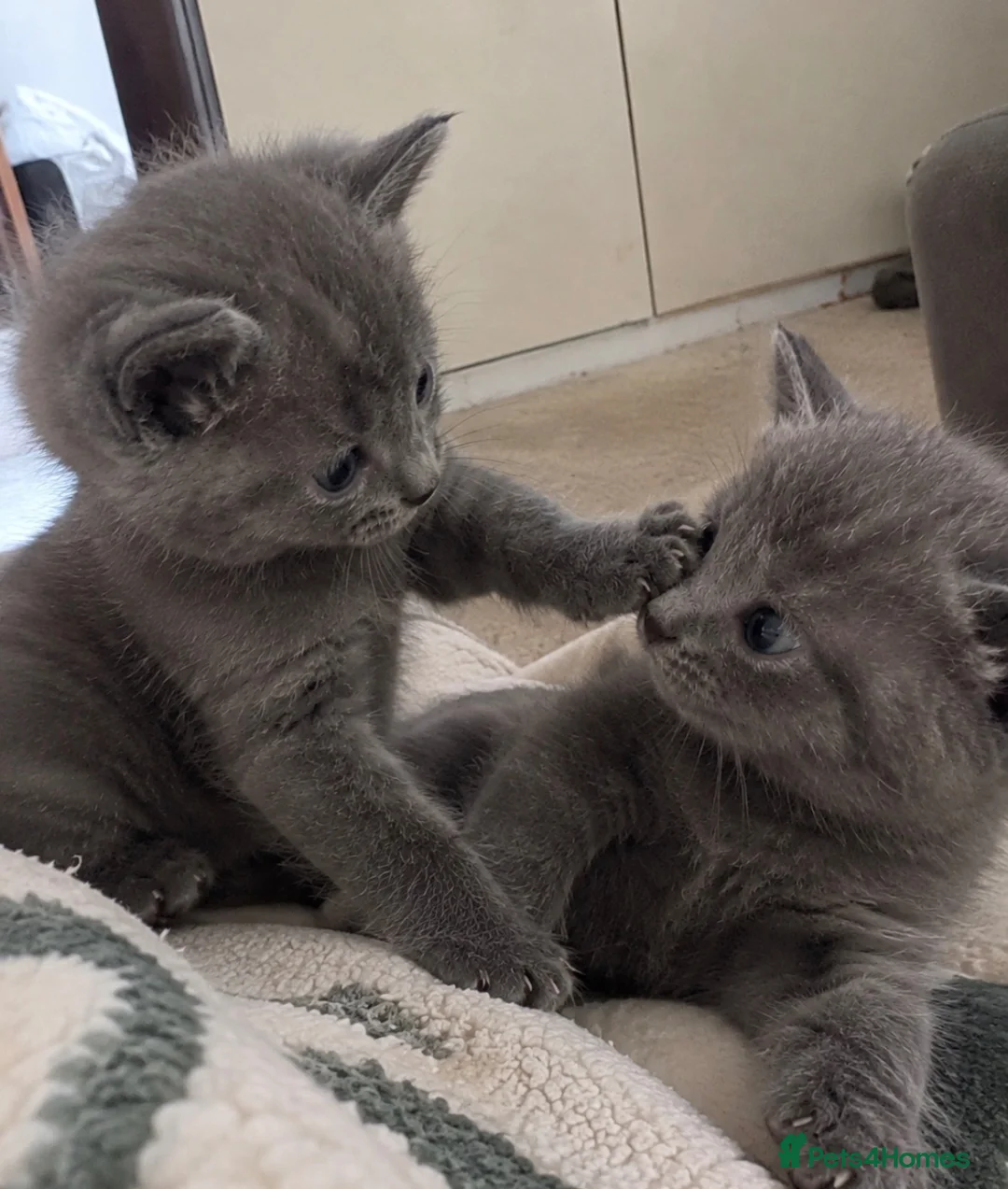 British Shorthair cats for sale: 💙 Two Beautiful  Bonded Brothers - BSH X Boys 💙 - Advert 1