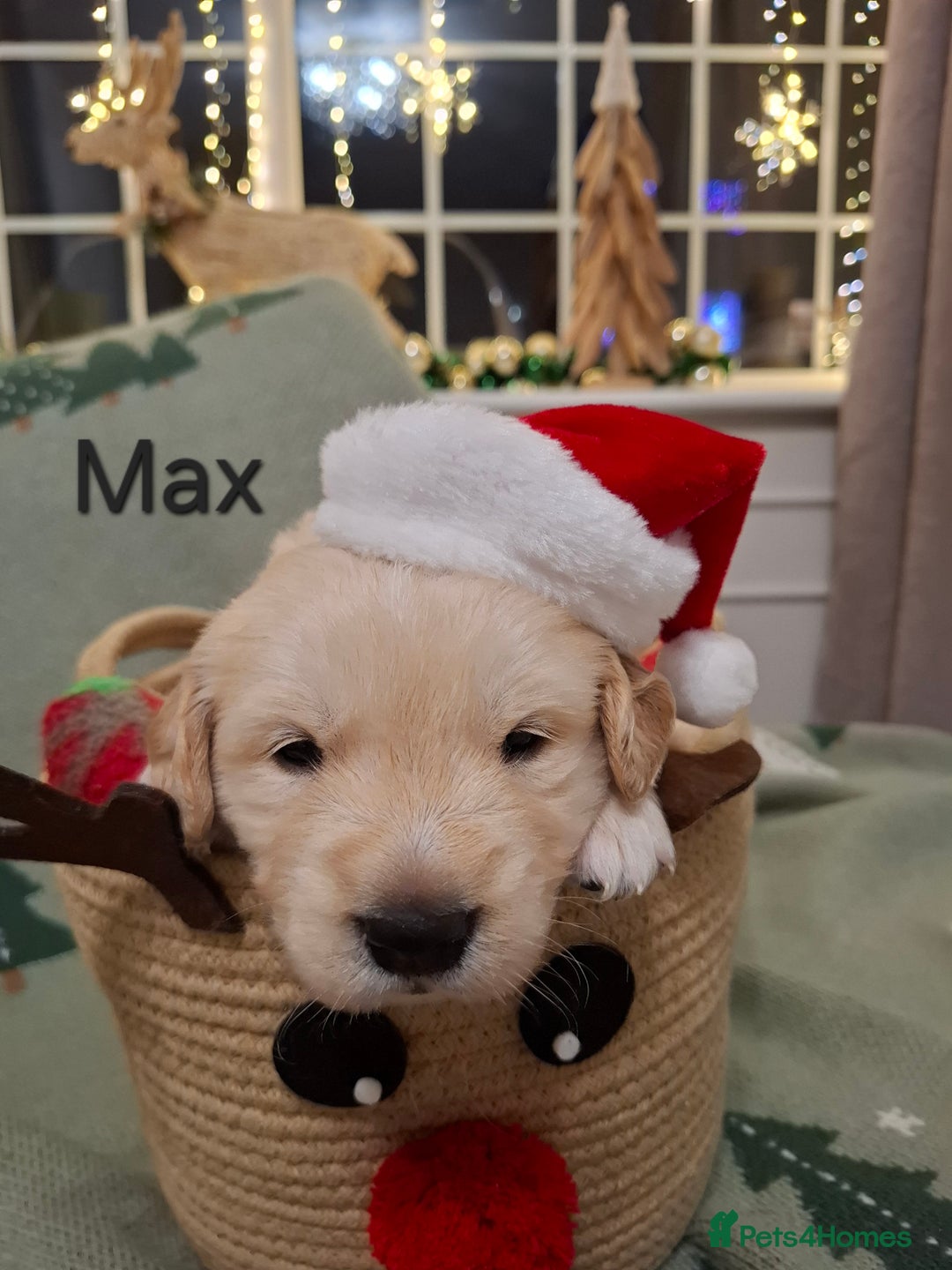 Golden Retriever dogs for sale: KC reg golden retriever puppies - Advert 33