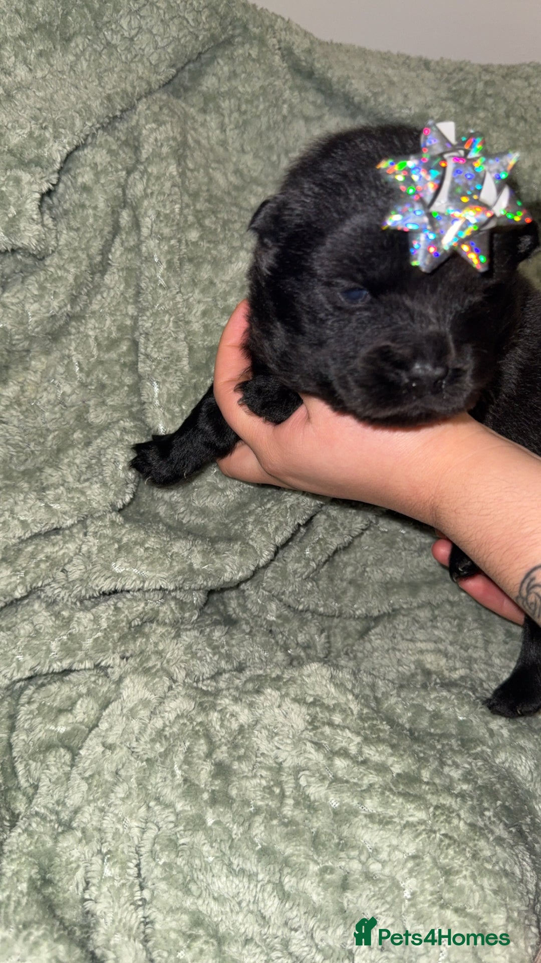 Chow Chow dogs for sale: Chow chow puppies  - Advert 26