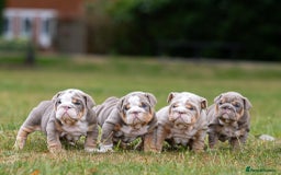 English Bulldog dogs for sale: Pistol Pete x nemisis male pup ‼️💣‼️🧬 - Image 5