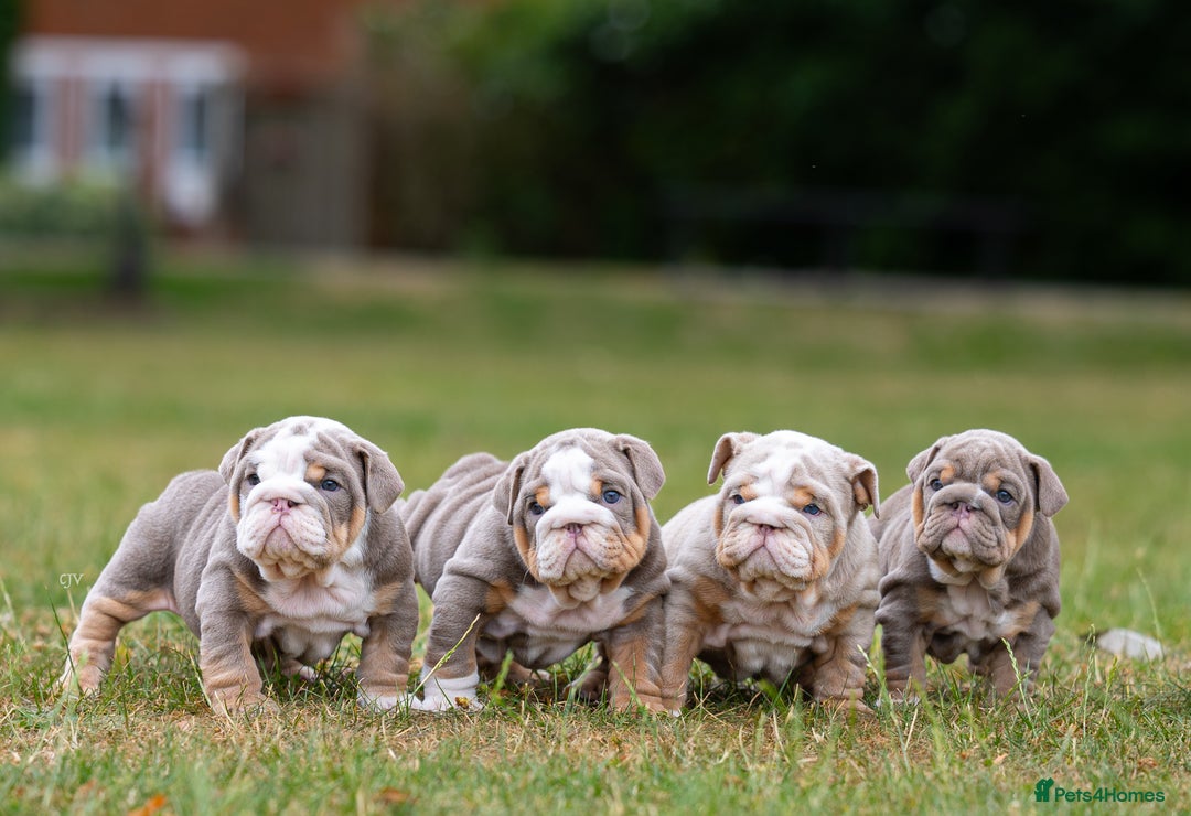 English Bulldog dogs for sale: Pistol Pete x nemisis male pup ‼️💣‼️🧬 - Image 5