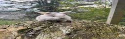 English rabbits for sale: 4 x Male rabbits  in Kendal - Advert 2