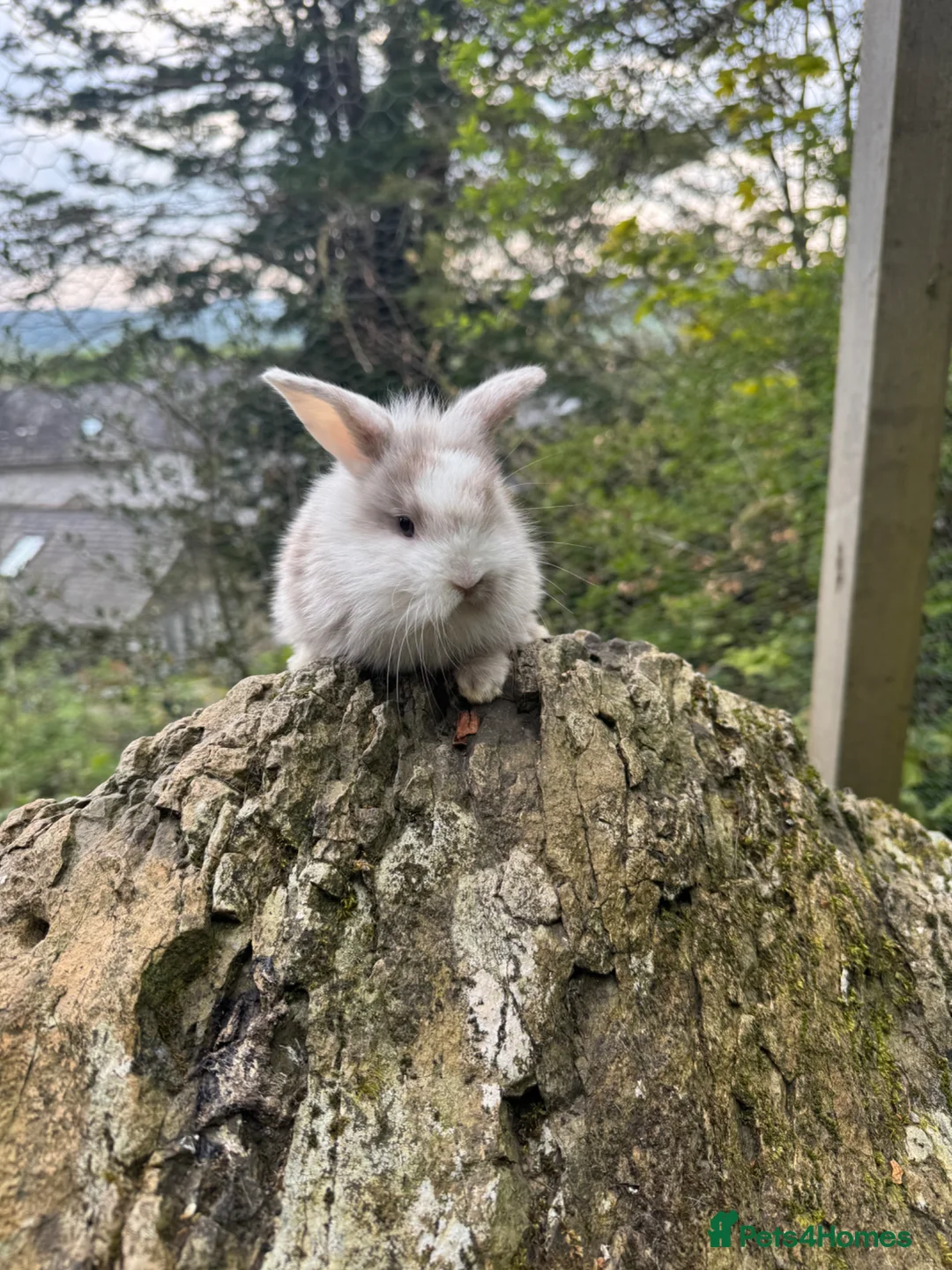 English rabbits for sale: 4 x Male rabbits  in Kendal - Advert 2