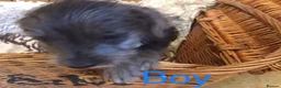 Jackapoo dogs for sale: Mr steven wilson - Advert 22