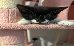 Domestic Shorthair cats for sale: Kitten girl  - Advert 2