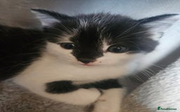 Russian Blue cats for sale: Russian blue mix  - Image 5