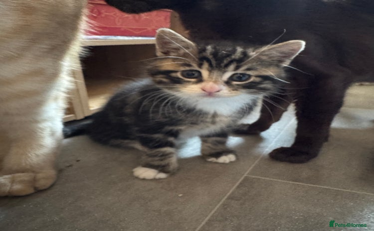 Mixed Breed cats - Advert 8