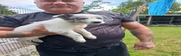 Lurcher dogs for sale: Stunning lurcher pups - Advert 5