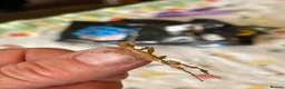 Stick Insects invertebrates for sale: Macleays Spectre Stick insects for sale. - Advert 2