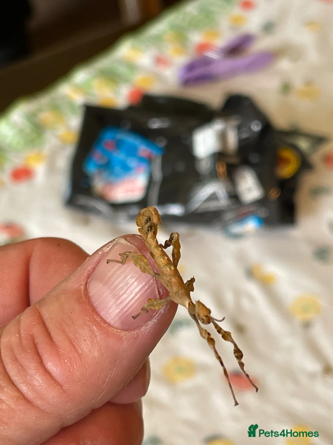 Stick Insects invertebrates for sale: Macleays Spectre Stick insects for sale. - Advert 2