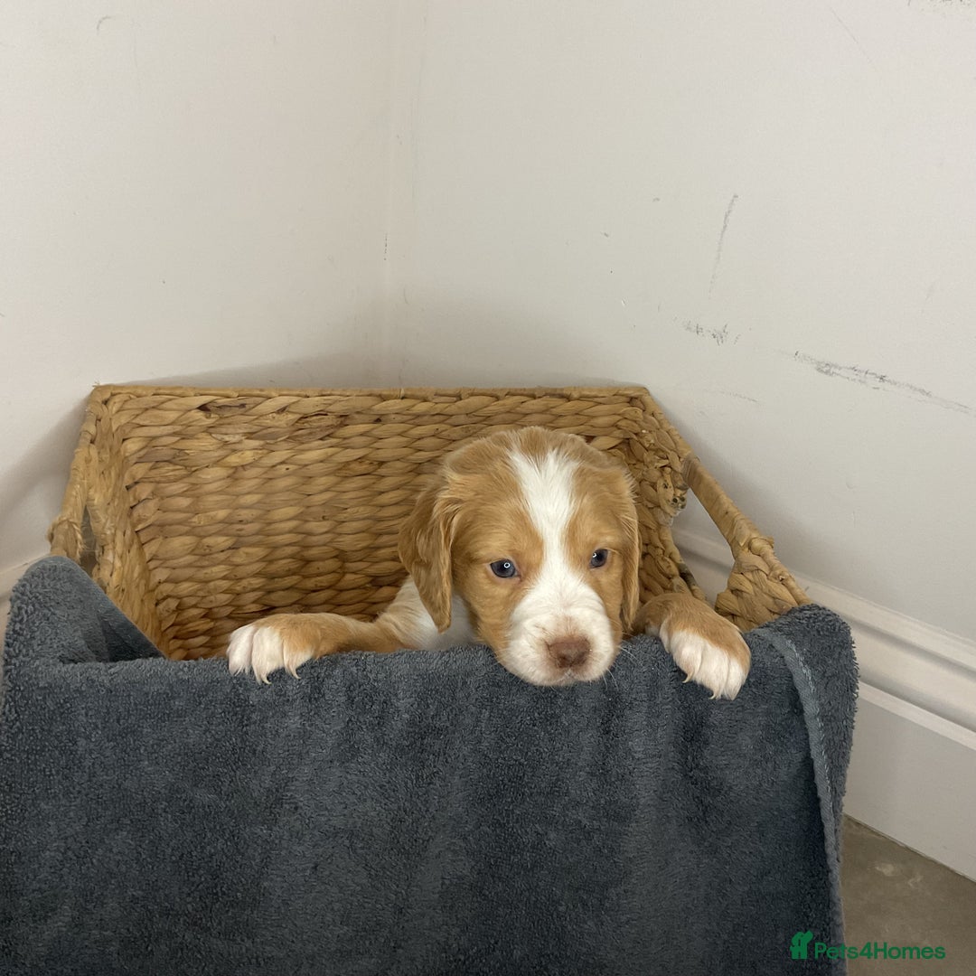 Cocker Spaniel dogs for sale: Hereditary clear working cocker spaniels - Advert 17