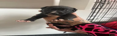 Greyhound Puppy 3