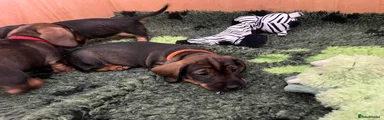 Dachshund 8