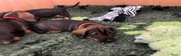 Dachshund dogs for sale: Wirehaired Dachshund’s FOR SALE  in Droitwich - Advert 13