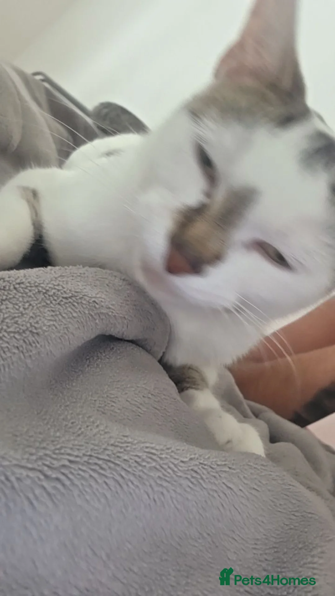 Mixed Breed cats for sale: Snowy - Advert 11