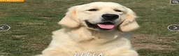 Golden Retriever dogs for sale: 11 month old kc female puppy  - Advert 1