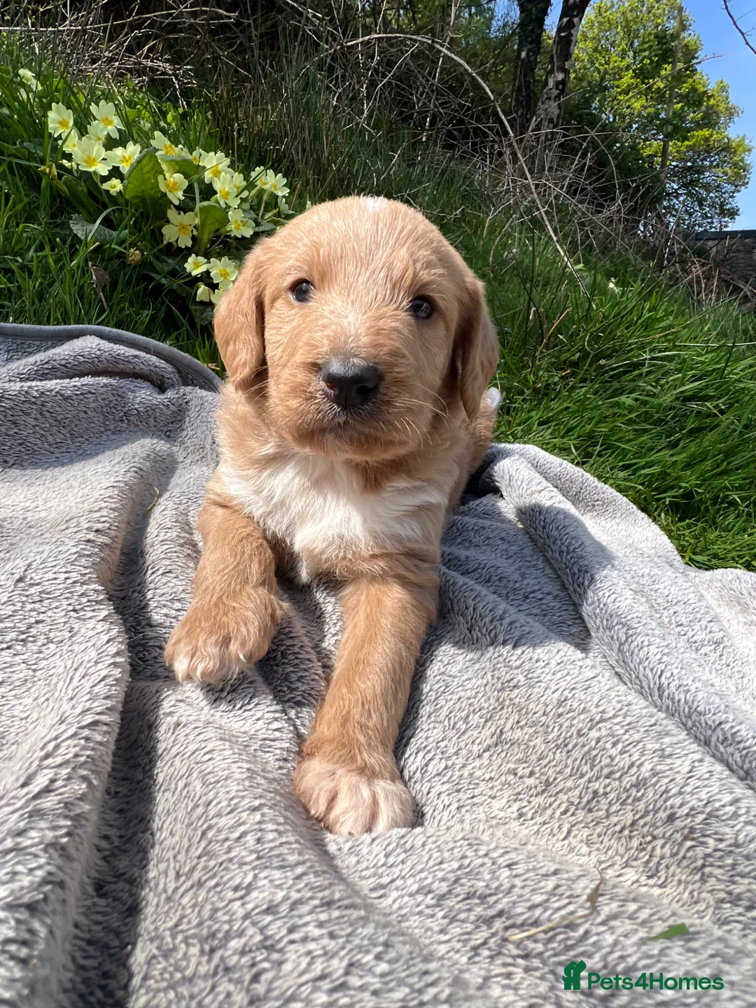 Bordoodle dogs for sale: Amazing collie-poos - Advert 20
