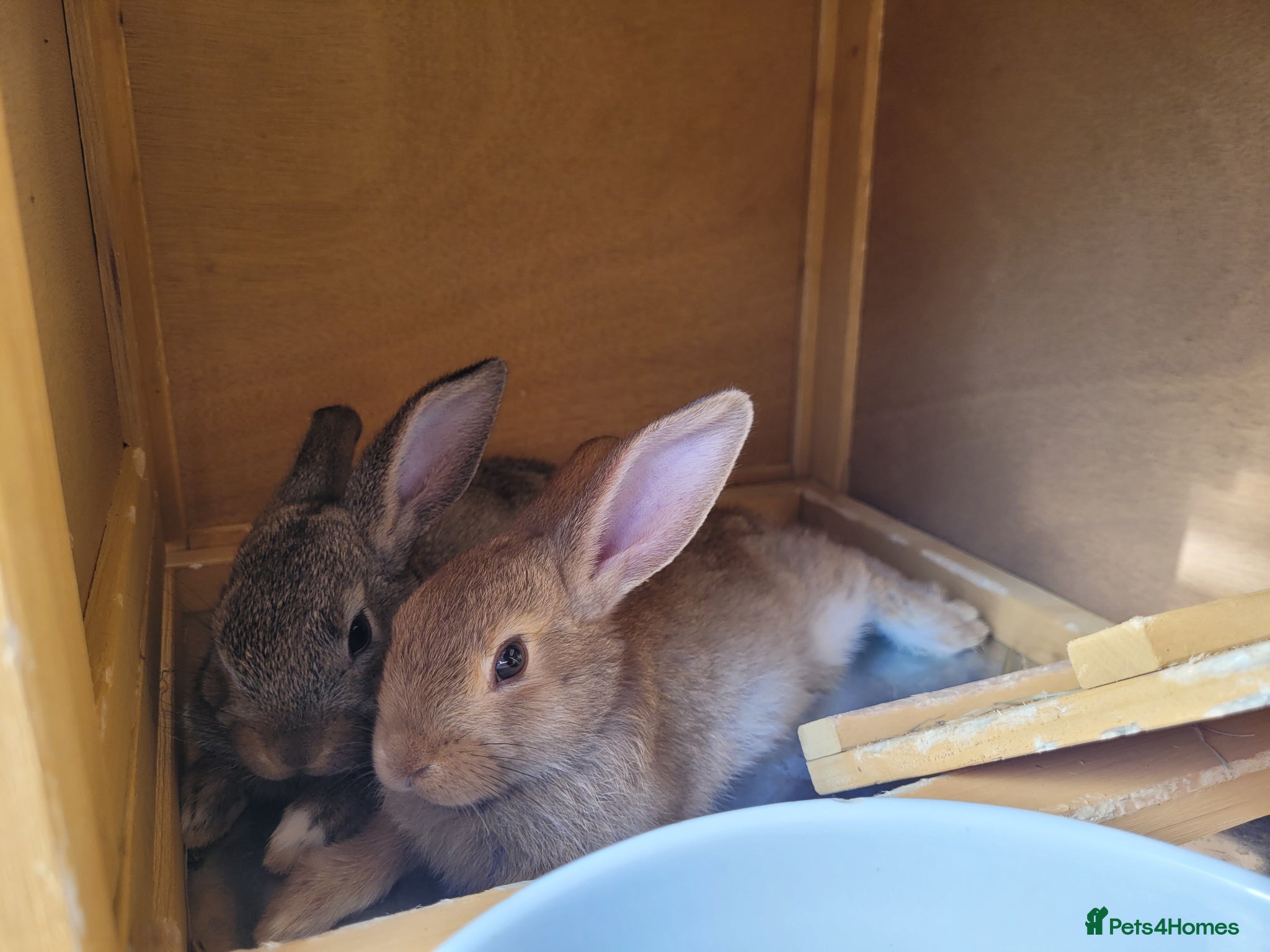 Mini Lop rabbits for sale: Adorable Mini Lop Mix Rabbits - READY JUNE 11TH - Advert 27