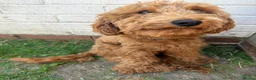 Cockapoo dogs for sale: Male cockapoo 1 year old  - Advert 2