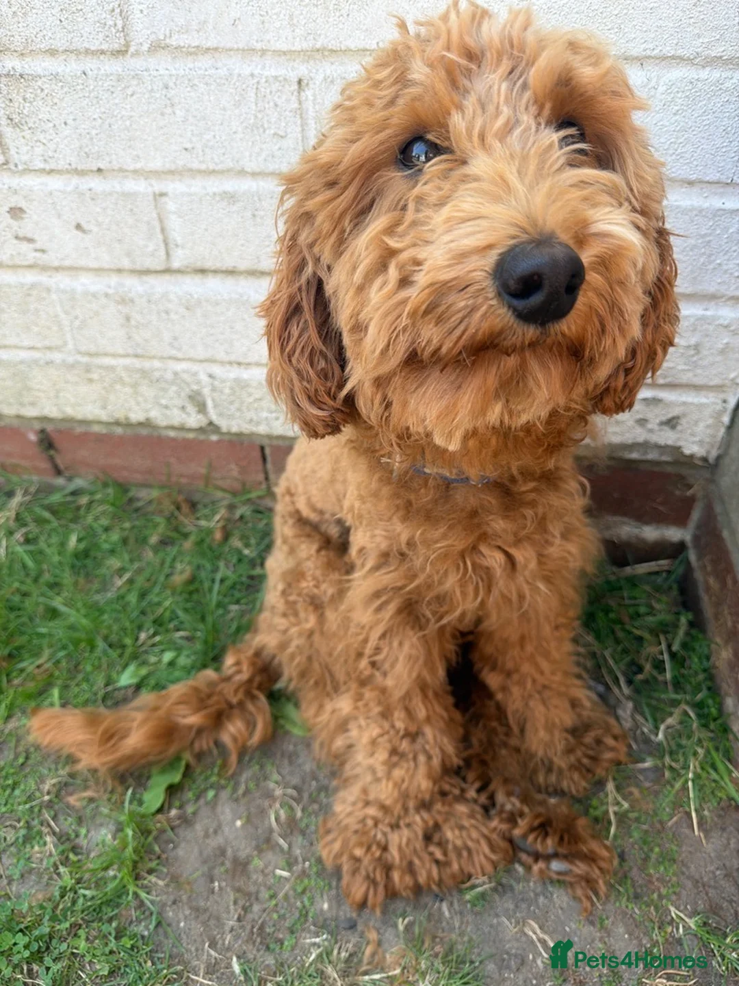 Cockapoo dogs for sale: Male cockapoo 1 year old  - Advert 2