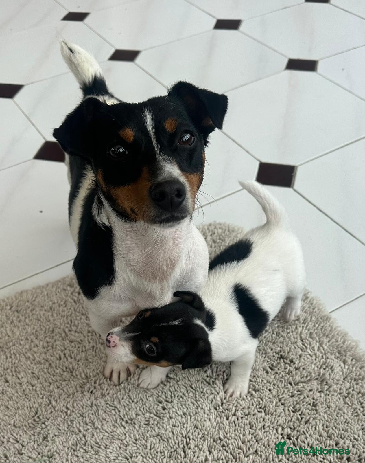 Jack Russell dogs for sale: Traditional Mini Jack Russells in Spilsby - Advert 6