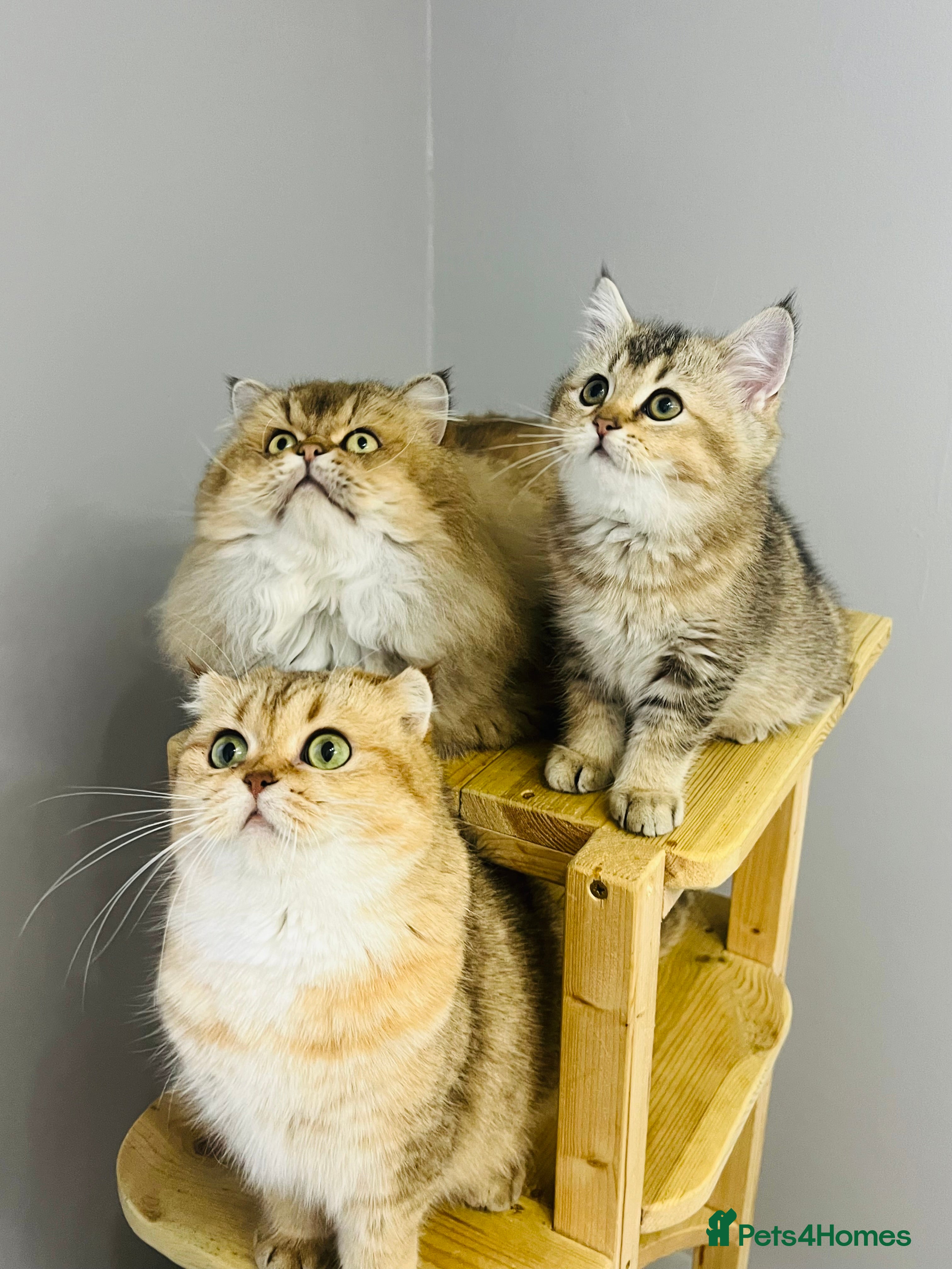 Scottish Fold cats TICA registered Pedigree boy kitten  - Advert 4