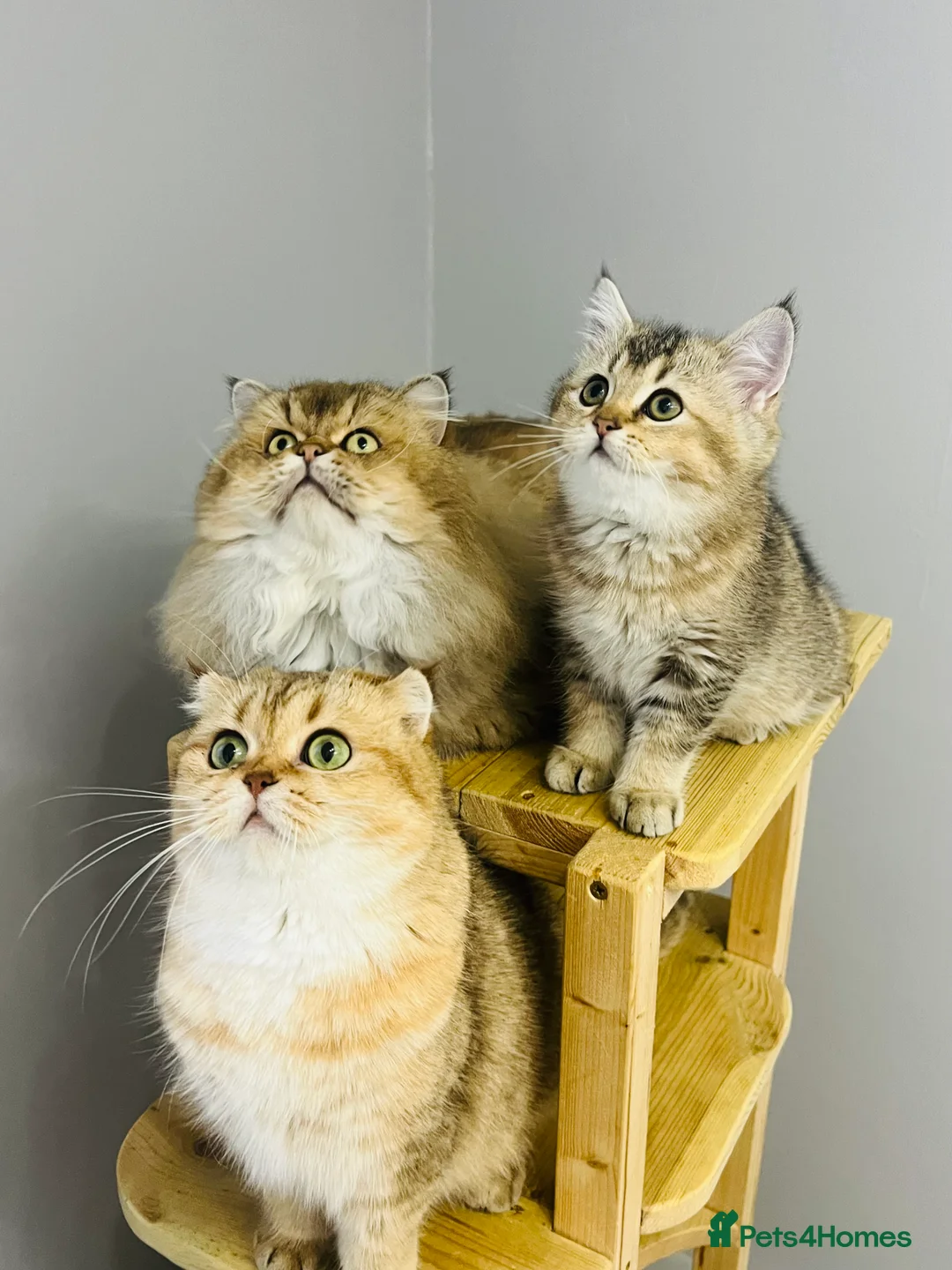 Scottish Fold cats for sale: TICA registered Pedigree boy kitten  - Advert 18