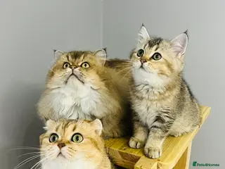 Scottish Fold cats TICA registered Pedigree boy kitten - Advert 4