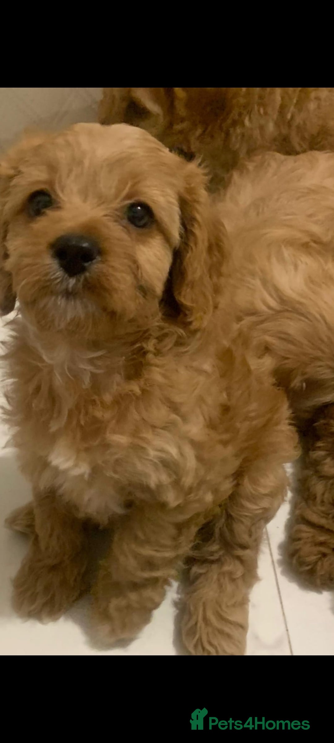 Cavapoo dogs for sale: Cavapoo puppies  - Image 19